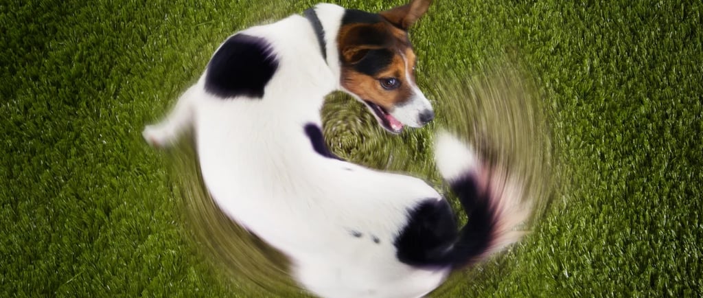 Dog chasing tail