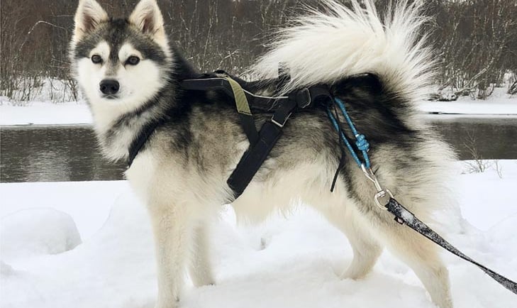 Alaskan Klee Kai