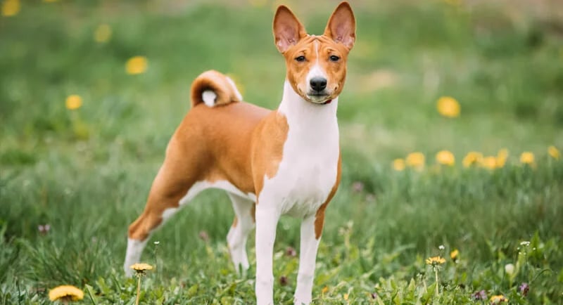 Basenji Dog