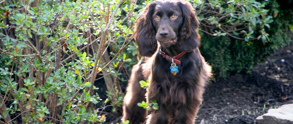 Boykin Spaniel
