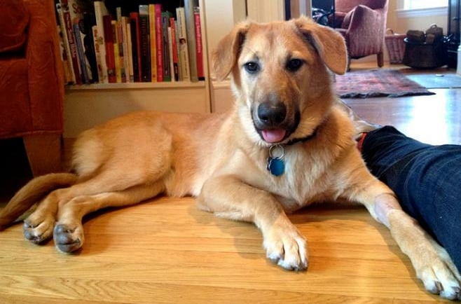 Chinook Dog