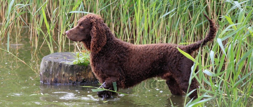 American Water Spaniel