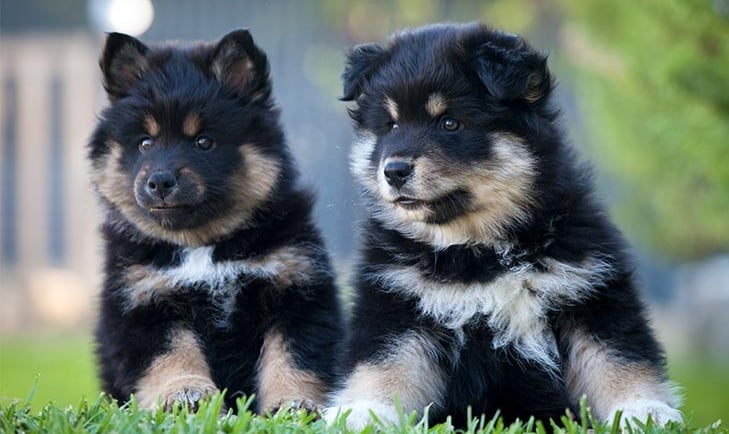 Finish Lapphund