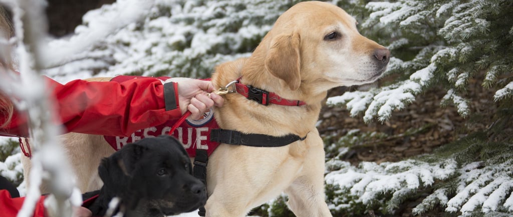 search and rescue dog 