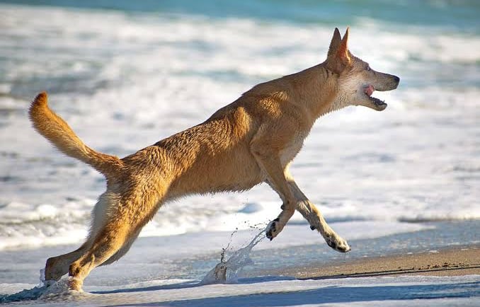 Carolina Dog