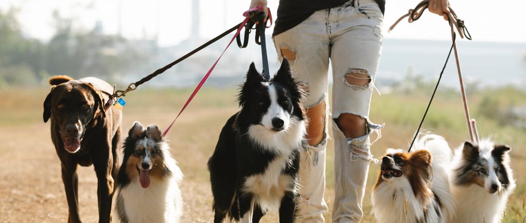 Free Dog App