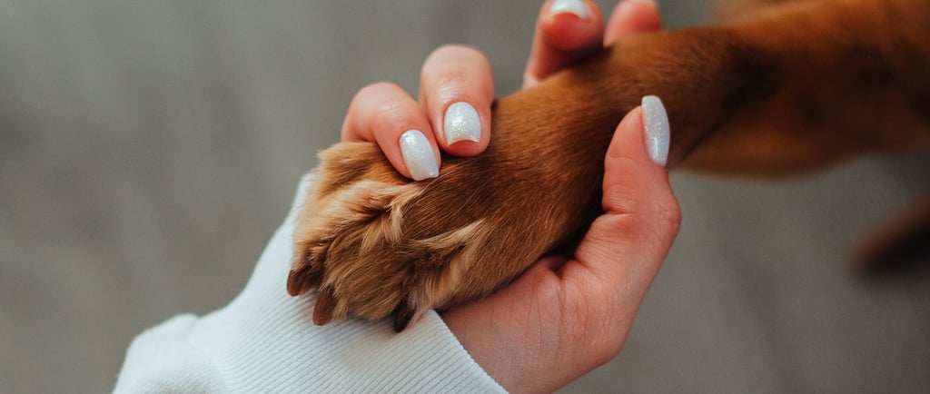 Buddy Run Dog App