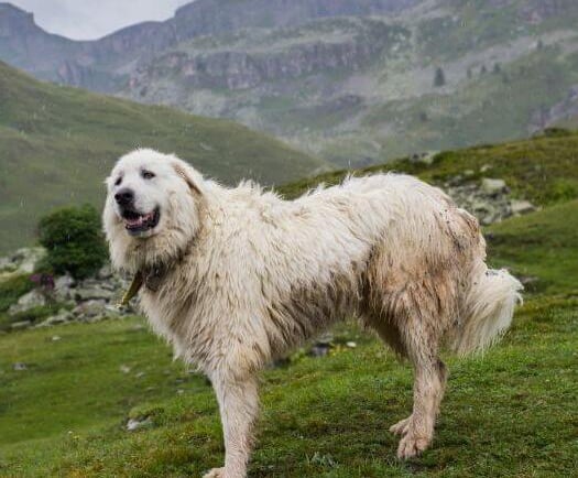 Free Dog App
