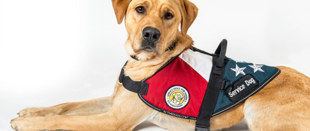 Service Dog