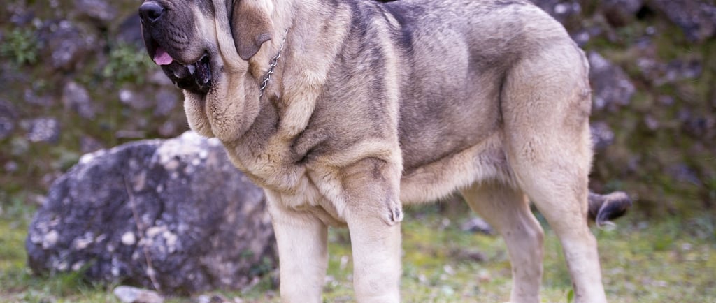 Spanish Mastiff