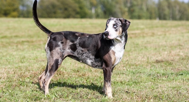 American Leopard Hound