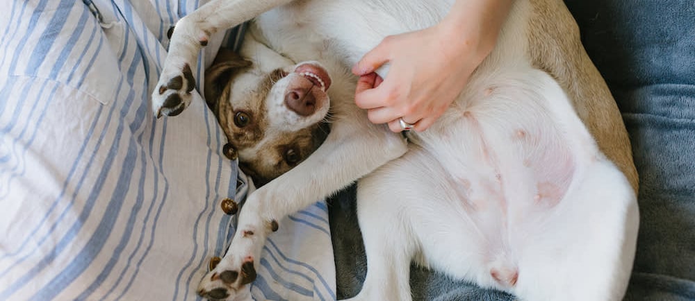 Dog Belly Rub