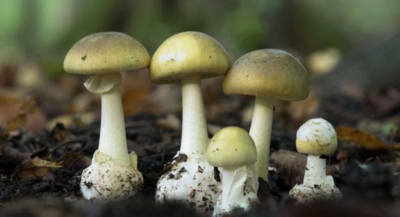 kuolemanhattusieniä Amanita phalloides