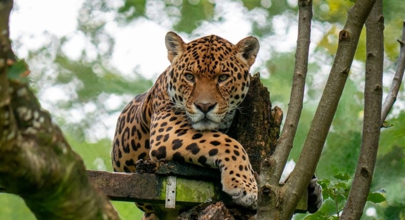 Maailman 10 vaarallisinta eläintä