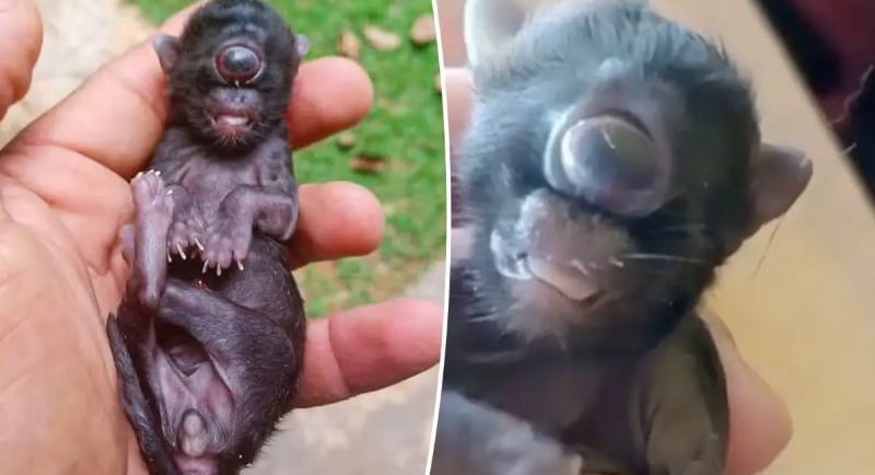 Yksisilmäinen kissa sykloppikissa