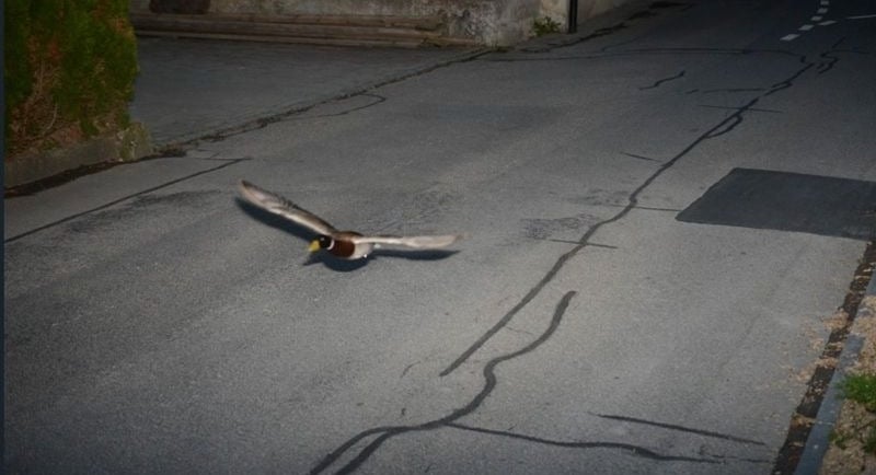 sinisorsa kameratutkassa