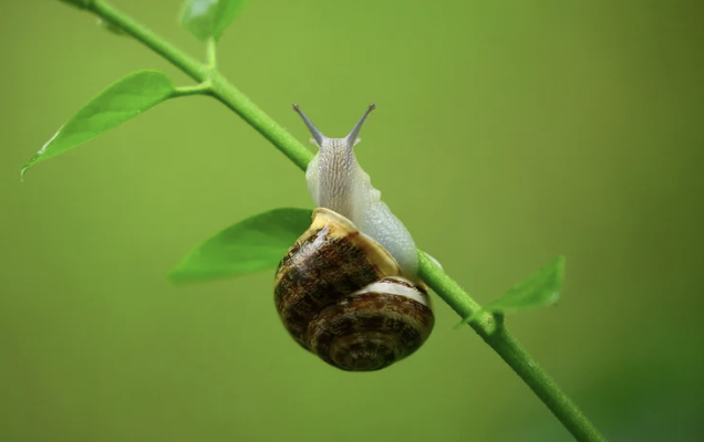 Un escargot, symbolisant la lenteur et les blocages dans la progression de la vie