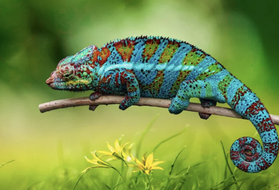 Un caméléon, symbolisant une armure ou carapace protectrice qui enferme le véritable soi