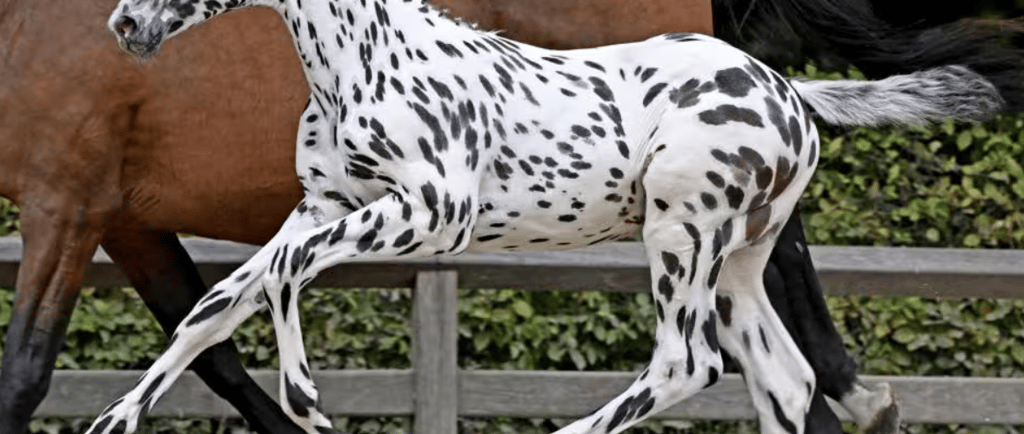 C-Bra van het Bokt verkocht voor 402.000 euro - © Paardenfotograaf/FFA/Persbericht