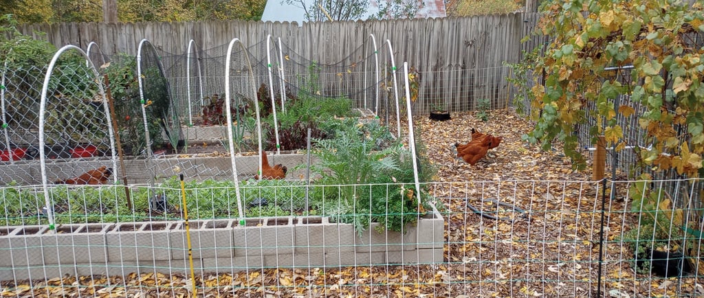 Chickens in the garden