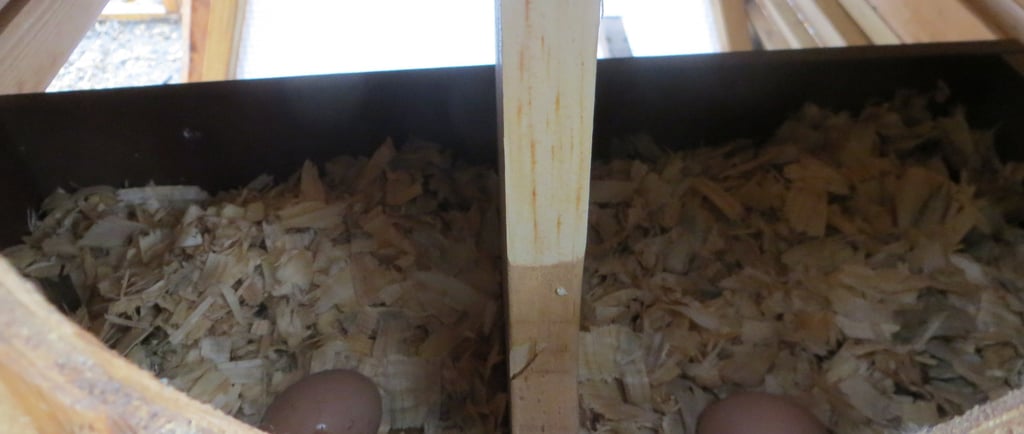 Two chicken eggs in nest box.