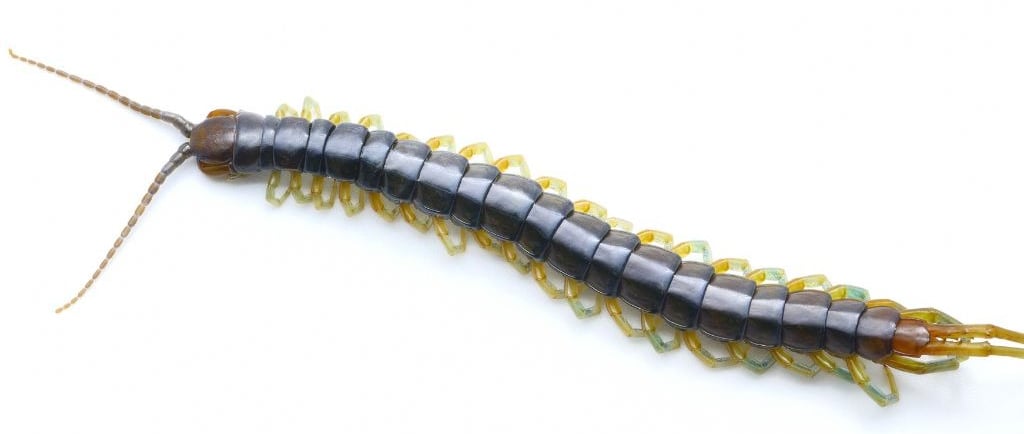a centipede