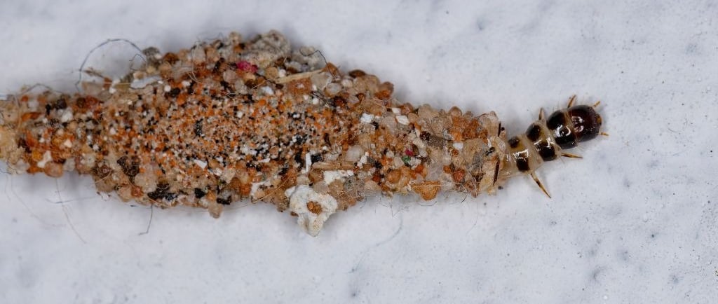 a case-making cloth moth larva