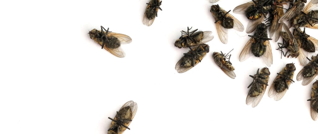 dead flies on white background