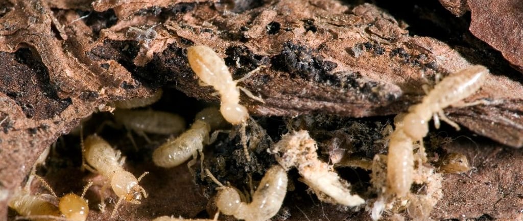foraging termites