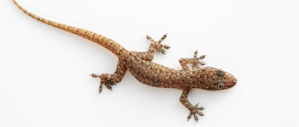 a house gecko