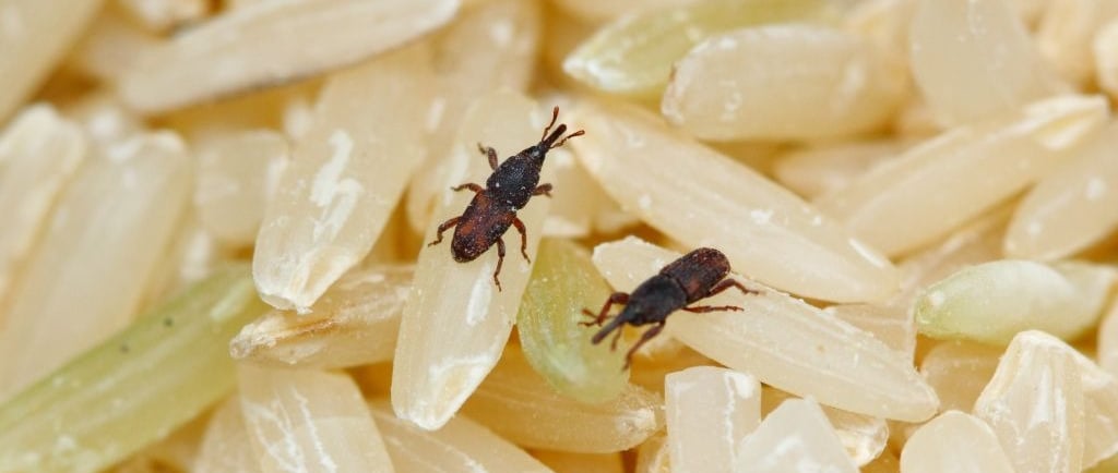 rice weevils close up