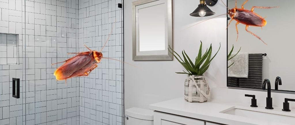 illustration of cockroaches in a bathroom