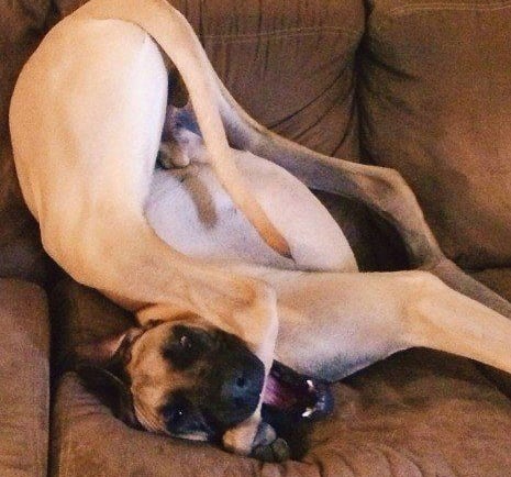 um cachorro deitado em um sofá com um cobertor sobre ele