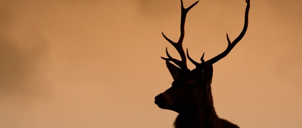 ciervo rojo europeo ciervo canadiense