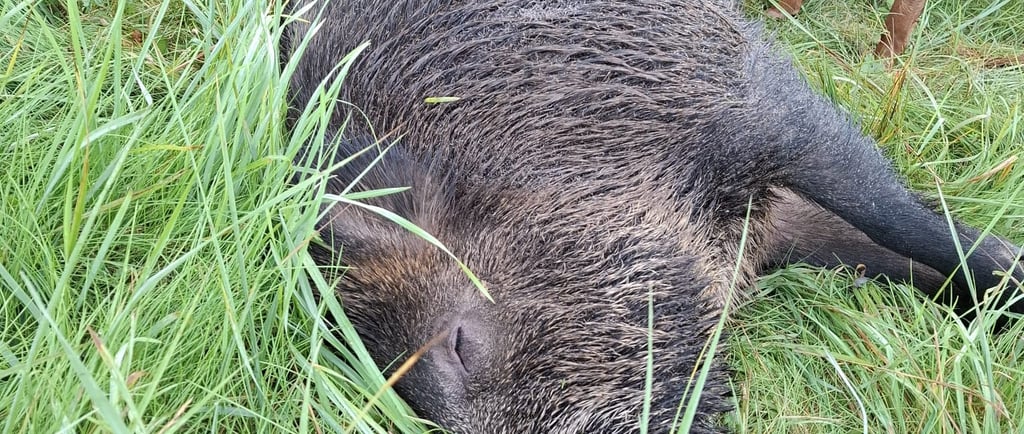 Waidmannsheil im Baltikum - Lettland