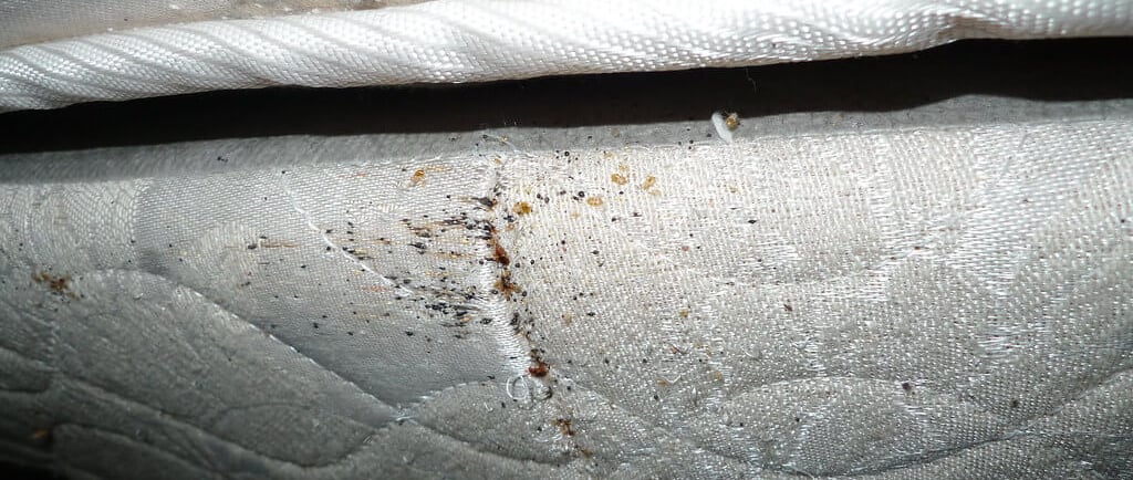 an early sign of bed bugs is blood stains on a mattress 