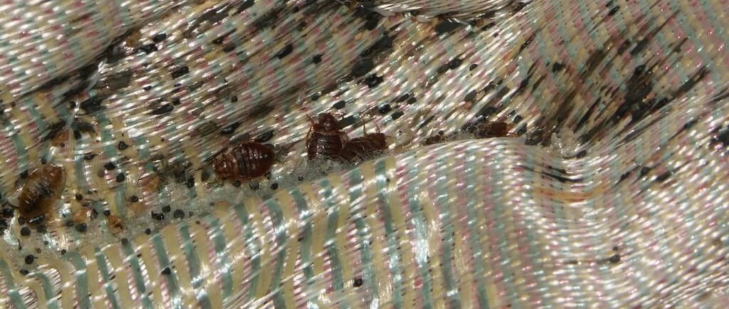 bed bugs on a hotel mattress