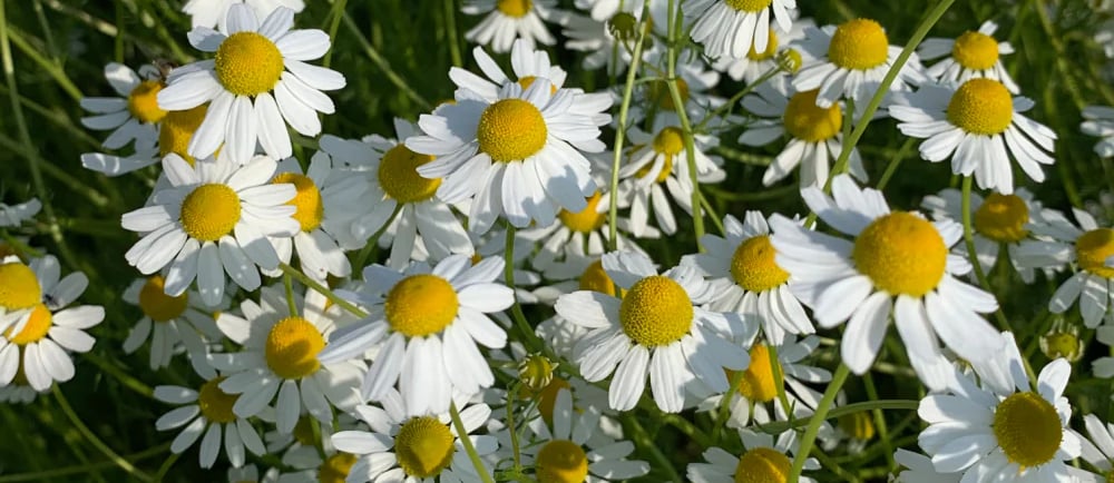 German Chamomile