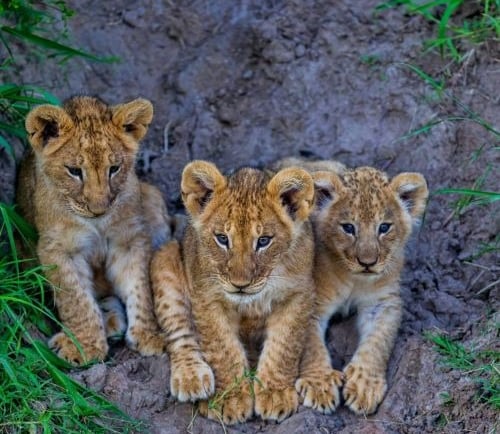 a group of three young lions sitting on a dirt ground