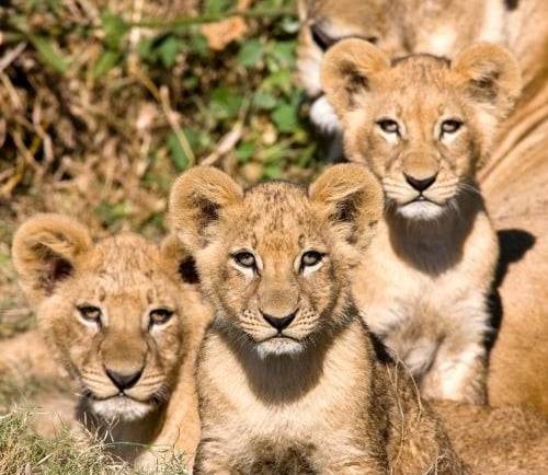a group of lions sitting on the grass