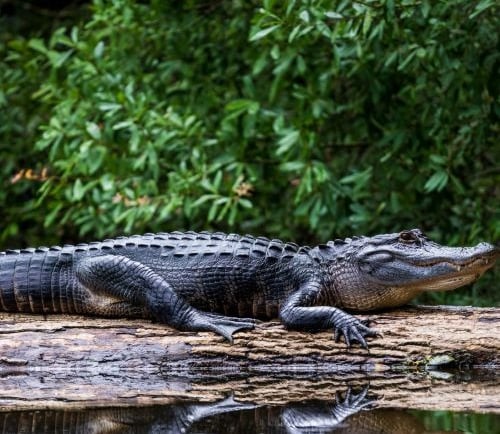 alligator in a swamp environment