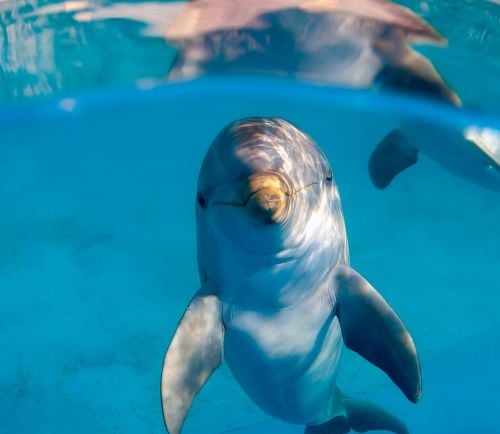  Dolfinarium with dolphins in a pool