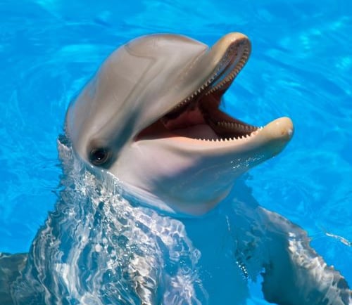 a dolphinfish in the water with its mouth open