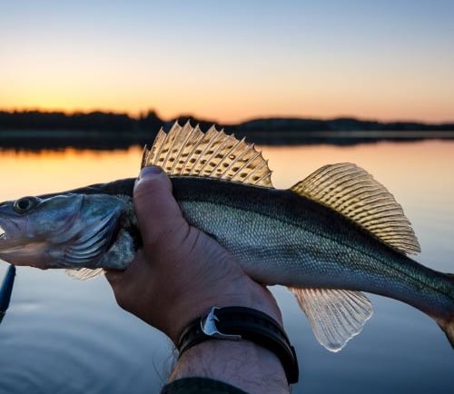 a fish fish caught in a fishing boat