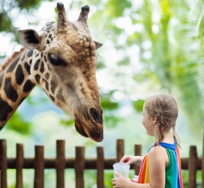 A young girl with braided hair feeding a large giraffe over a wooden fence at a zoo.