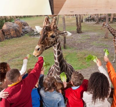 a group of children and adults feeding giraffes