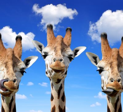 three giraffes standing in front of a blue sky