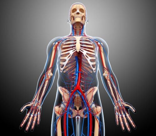 a human body with a skeleton and a skeleton