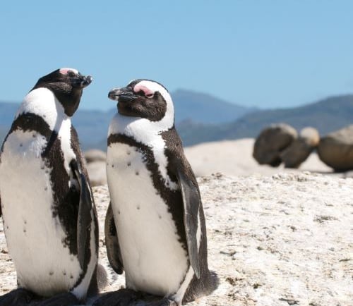 two penguins are standing next to each other