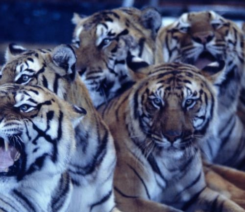 a group of tigers sitting on top of a pile of wood